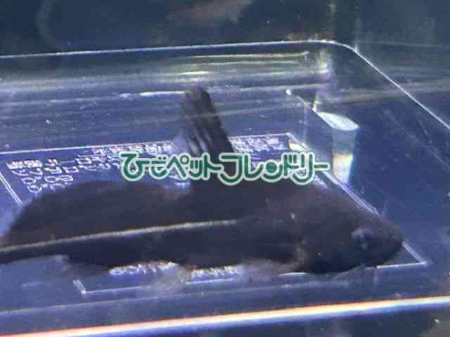 card-img