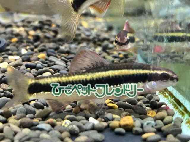 card-img