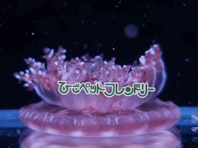card-img