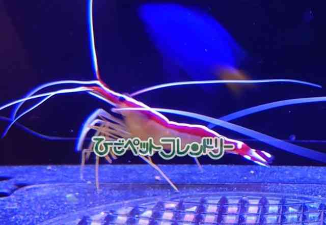 card-img