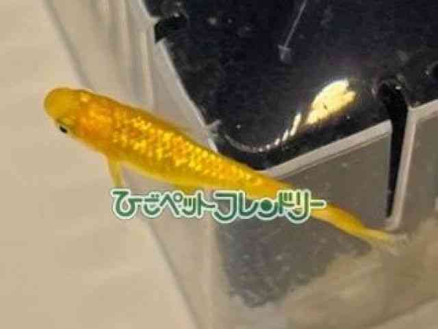 card-img