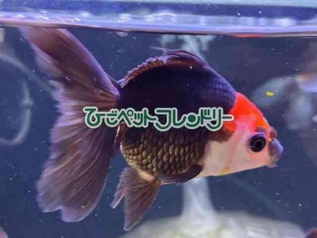 card-img