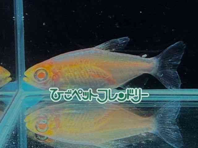 card-img