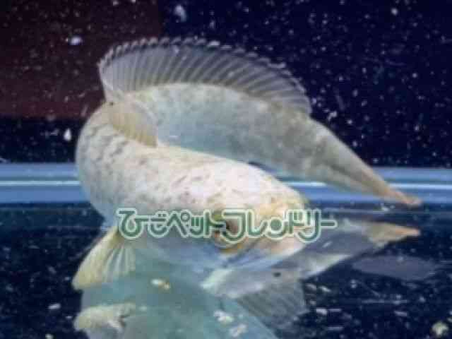 card-img