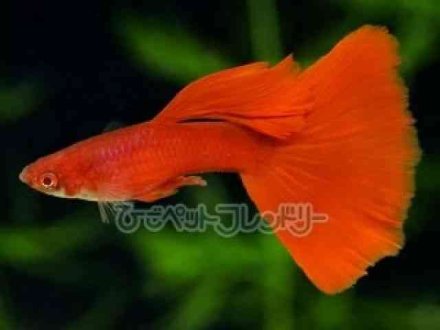 card-img