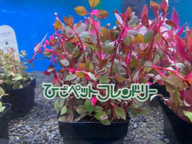 card-img