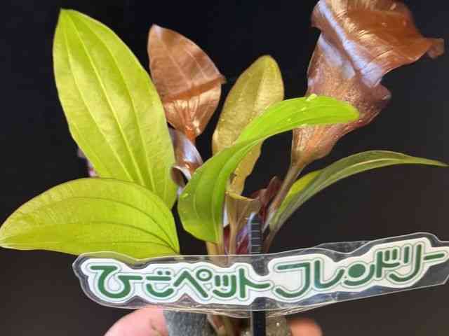 card-img