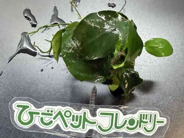 card-img