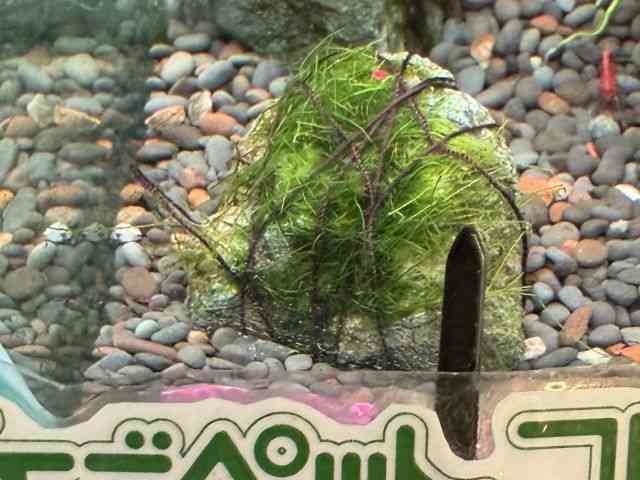 card-img