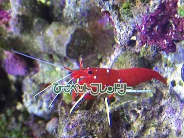 card-img