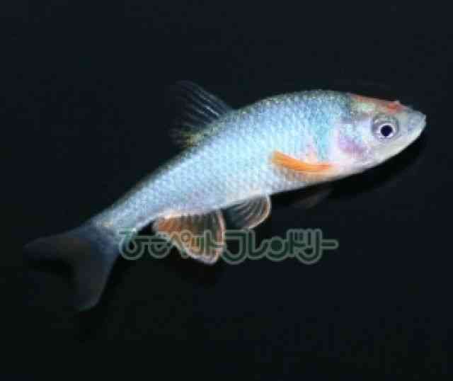 card-img