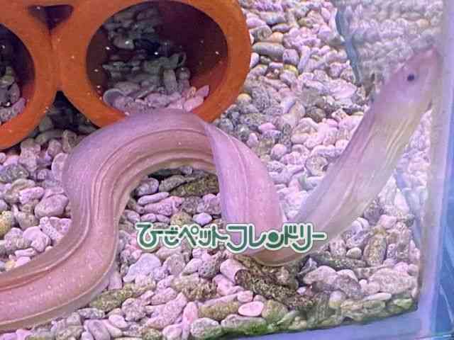 card-img