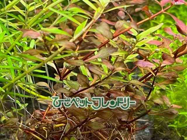 card-img