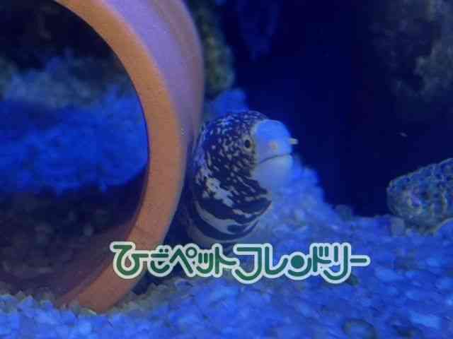 card-img