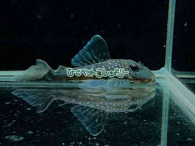 card-img