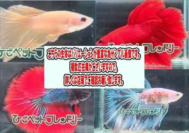 card-img