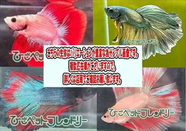 card-img