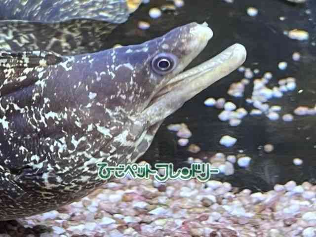 card-img