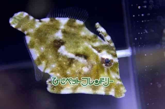 card-img