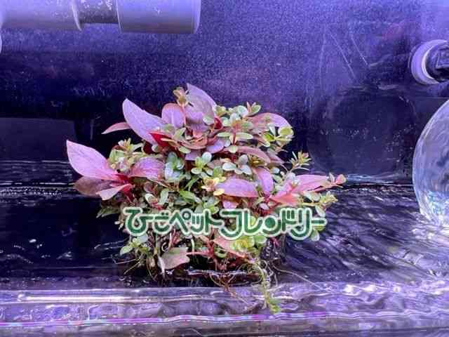card-img