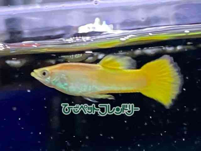 card-img