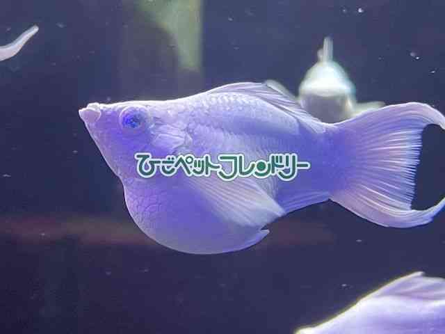 card-img