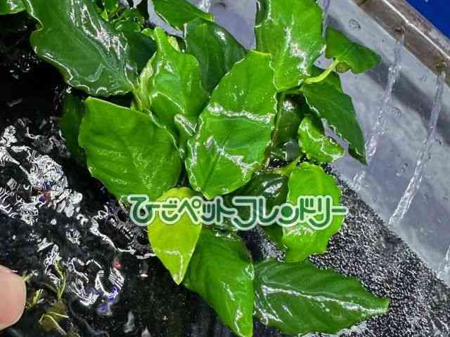 card-img