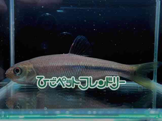 card-img