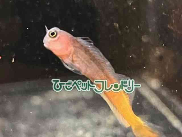 card-img