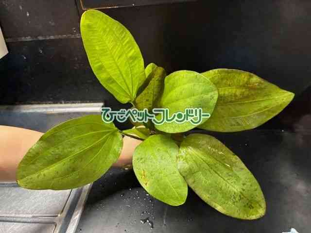 card-img