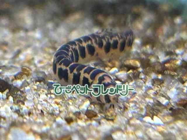 card-img