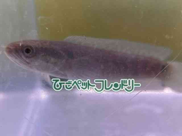 card-img