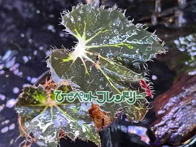 card-img