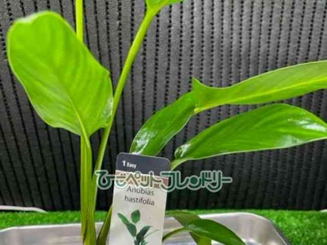 card-img