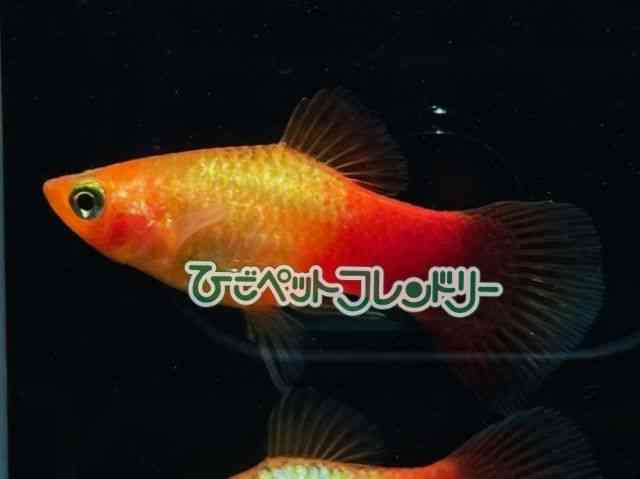 card-img