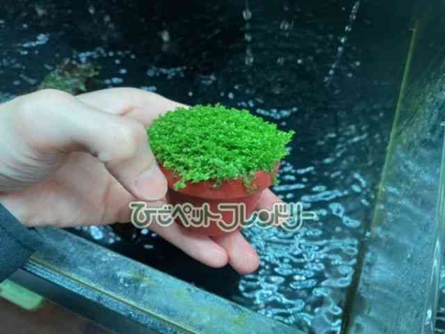 card-img