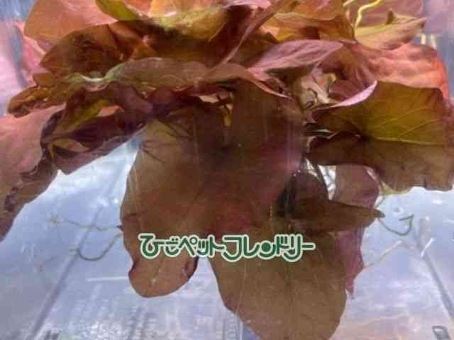 card-img