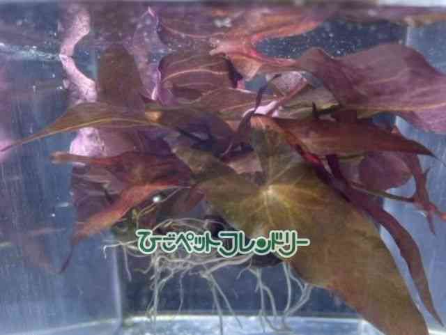 card-img