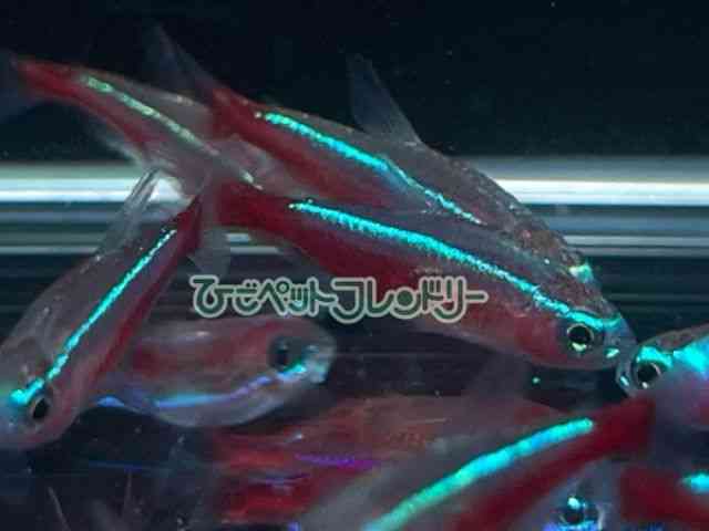 card-img