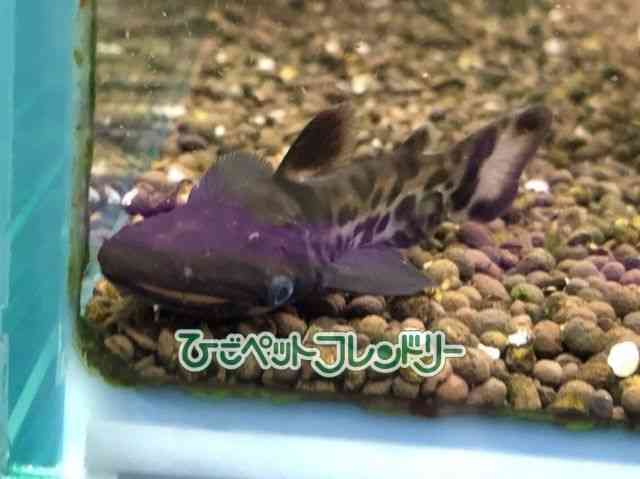 card-img