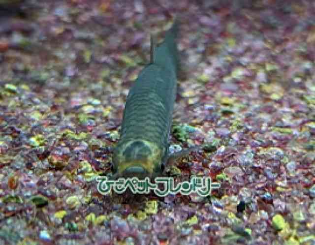 card-img