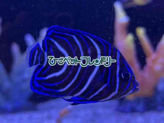 card-img