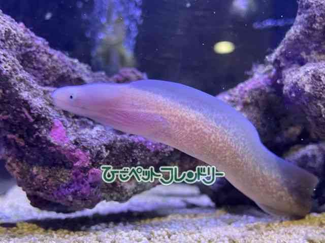 card-img