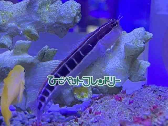 card-img