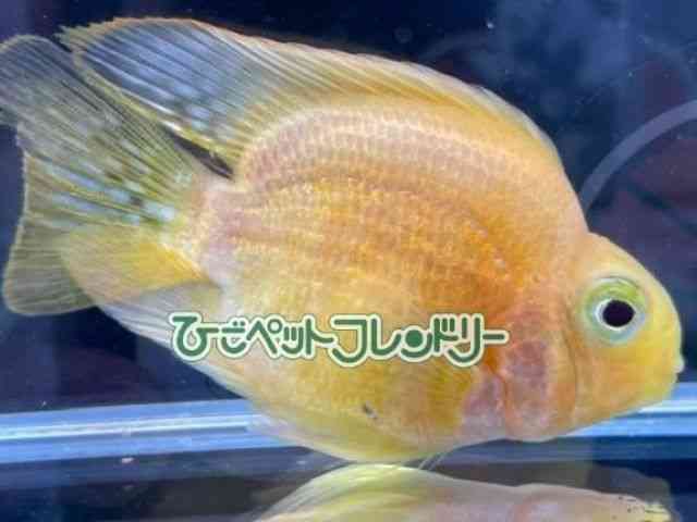 card-img