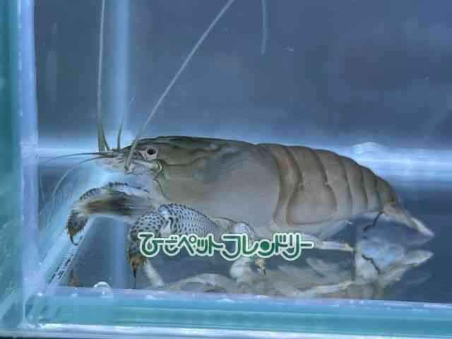 card-img
