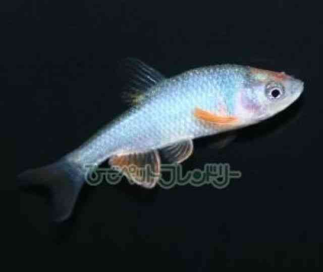 card-img