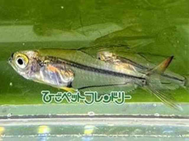 card-img