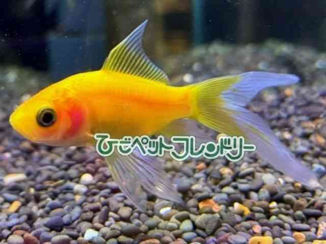 card-img