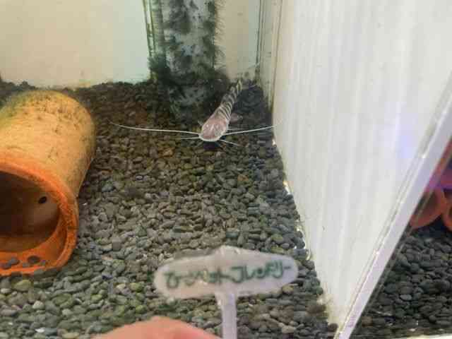 card-img